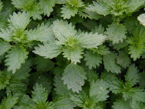 lovely nettles fit for eating